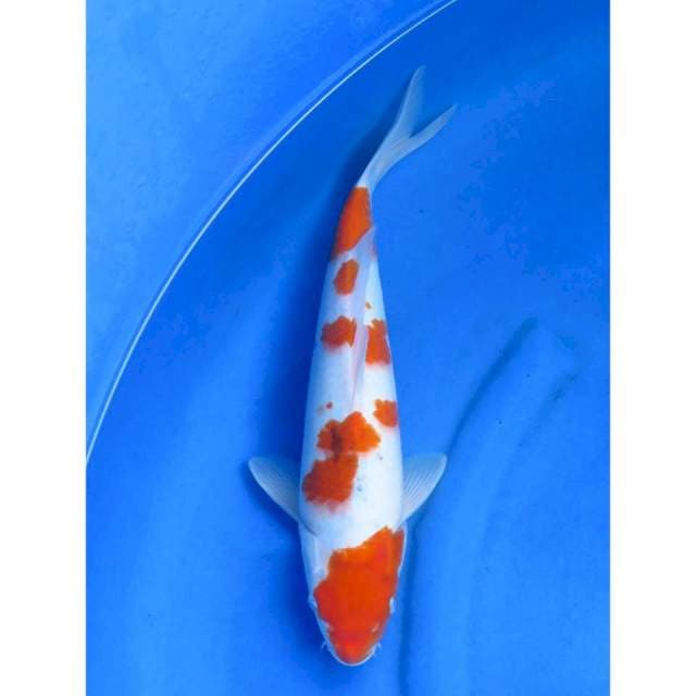 Sanke Tategoi - 38cm