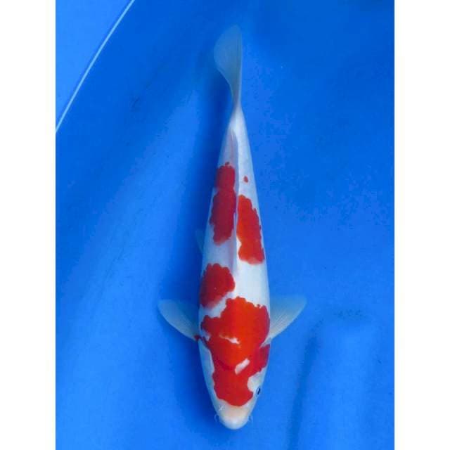 Kohaku HQ - 26cm