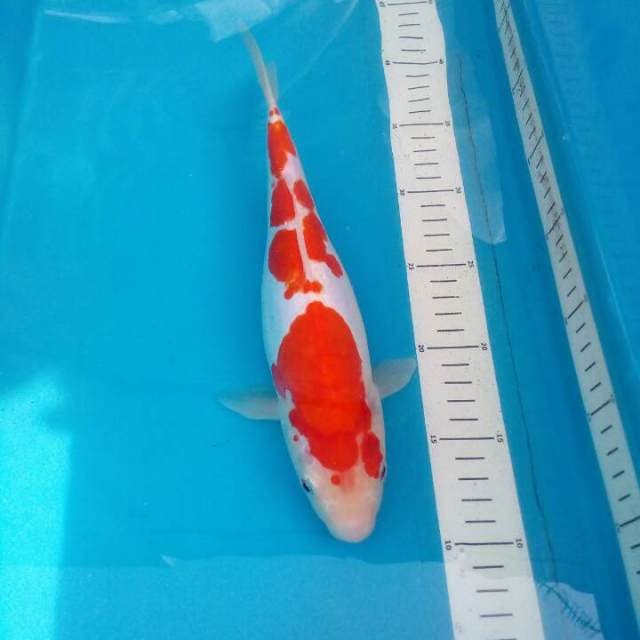 Doitsu Kohaku hamil muda