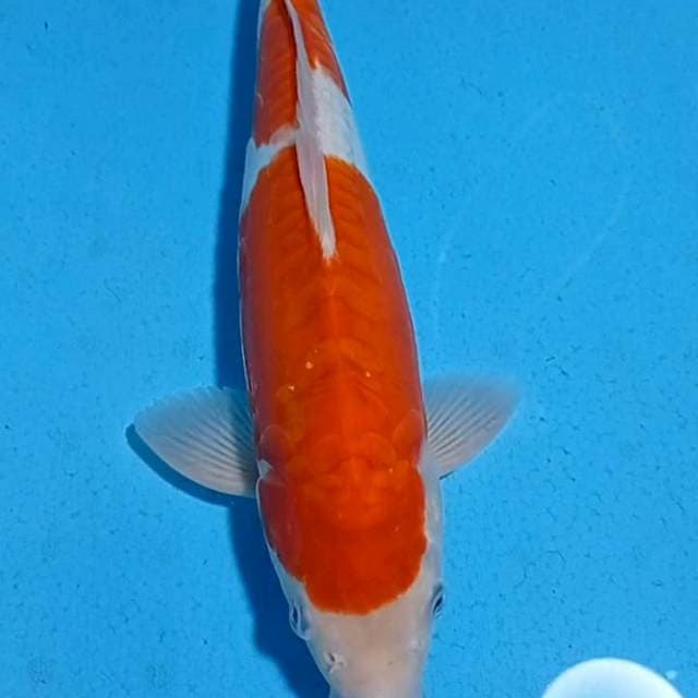 Kohaku doits 38cm