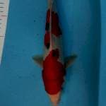 Sanke 30cm strong