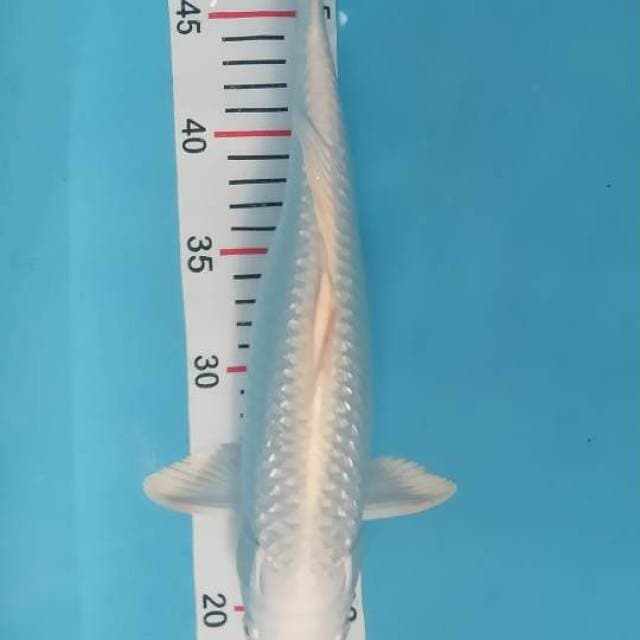 Platinum ginrin 32 cm