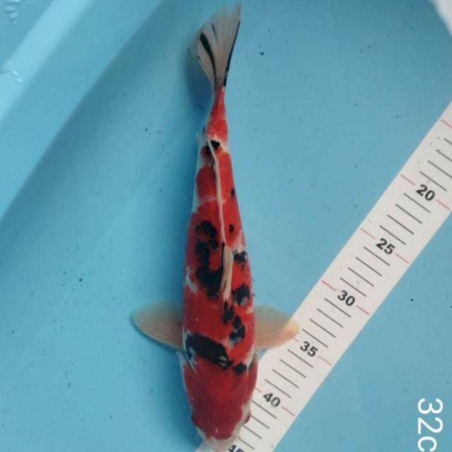 Sanke 32cm strong 