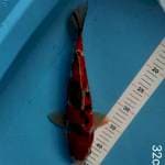 Sanke 32cm strong 