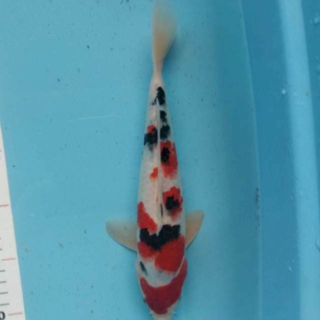 Sanke 29cm