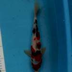 Sanke 29cm
