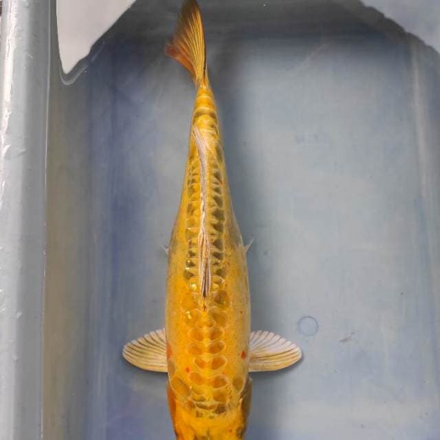 Ki Showa Doitsu 40cm