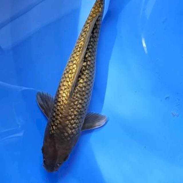 midori ginrin jantan 31cm