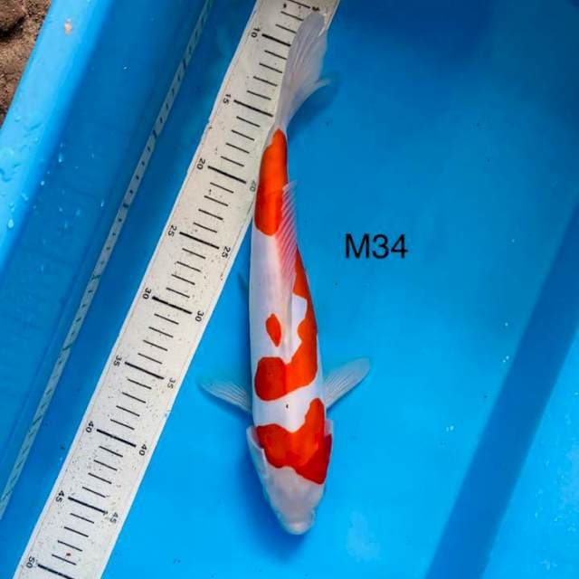 NYM ~ kohaku ,34cm Male
