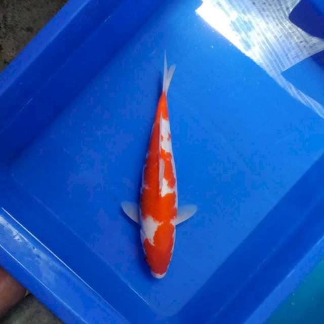 KOHAKU