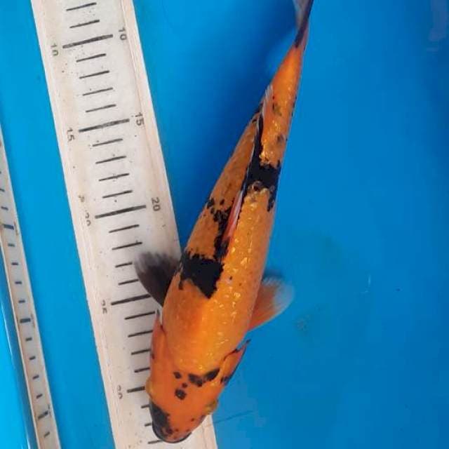 Utsuri 26cm 