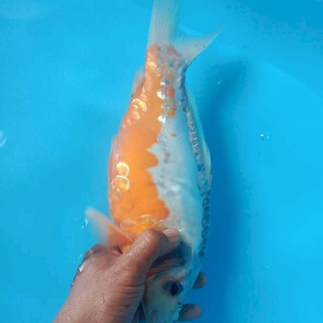 Shusui