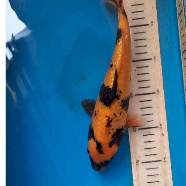 Utsuri 26cm