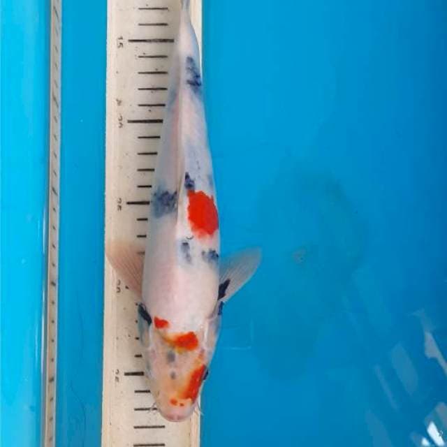 Kindai showa 29cm