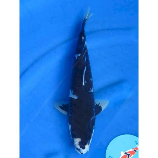34cm - Shiro Jet Black