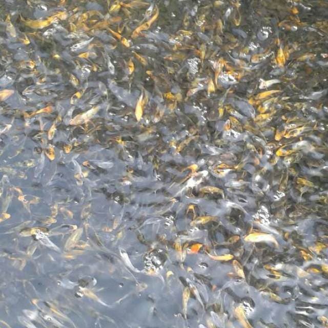 Mix Koi