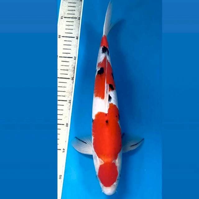 Sanke (male), 38 cm