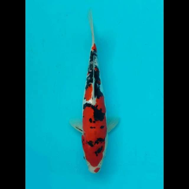 Doitsu 29 cm
