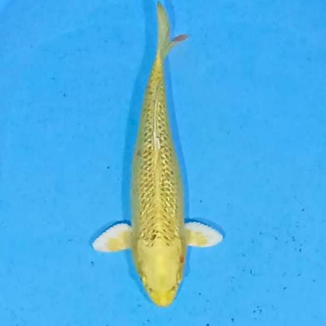 Yamabuki ogon