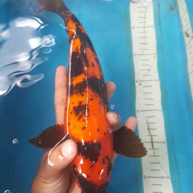 hi Utsuri