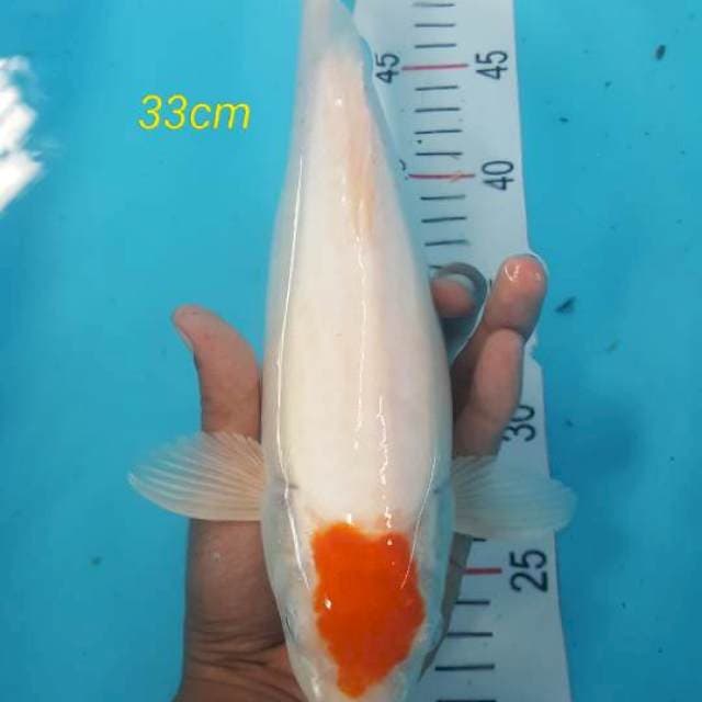 tanco 33cm
