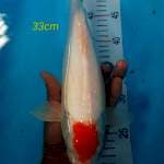 tanco 33cm