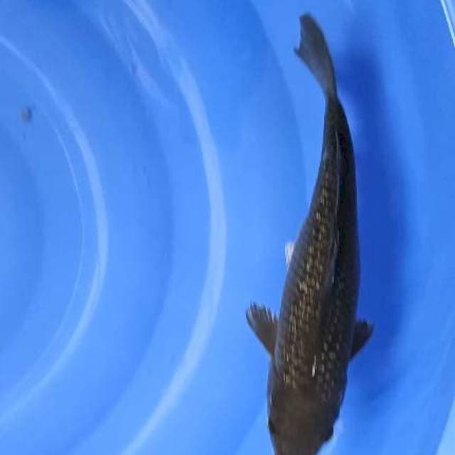 chagoi ginrin 32cm 