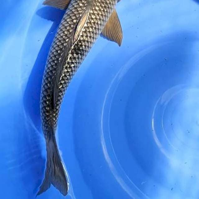 soragoi jantan 51cm sah