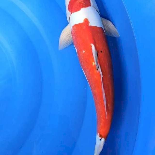 kohaku doutsu jumbo 47cm