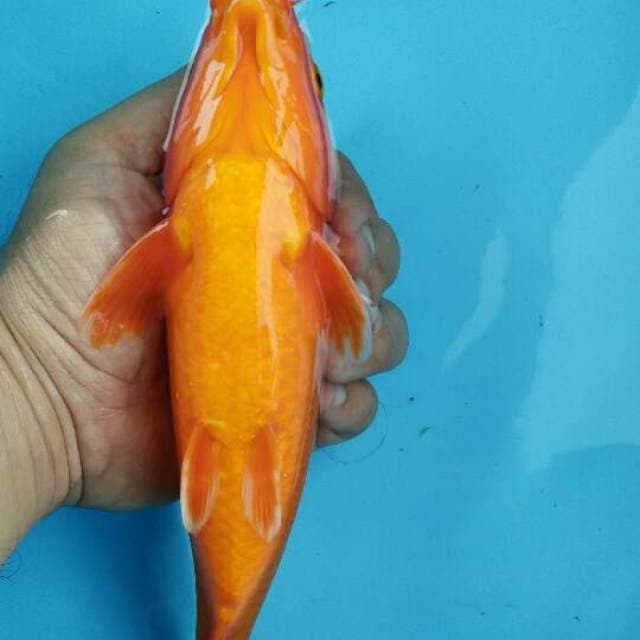 BeniGoi red fanta. Plus tembus