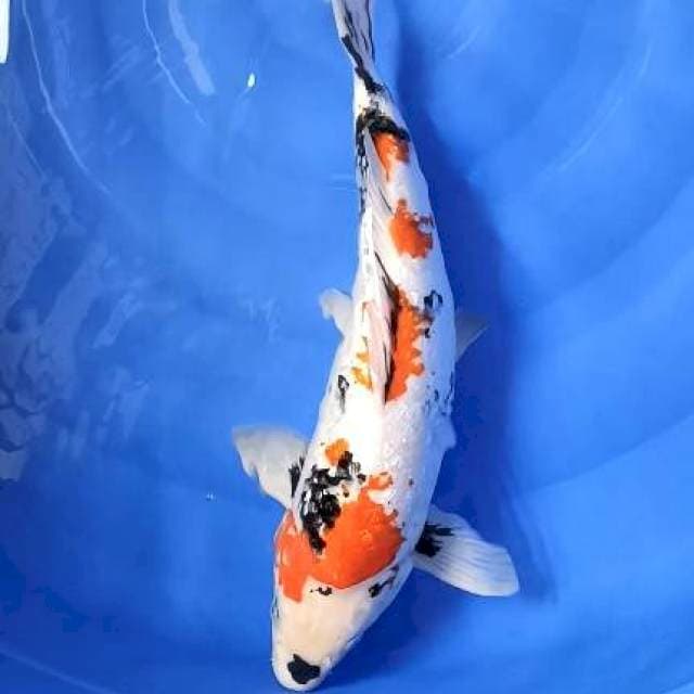 showa ginri  jantan 45cm punuk unta