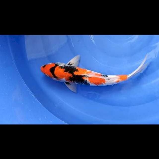 showa jumbo 45cm jantan motogoro
