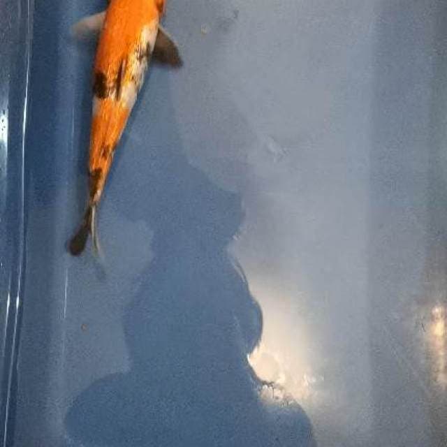 showa ginrin 22cm 