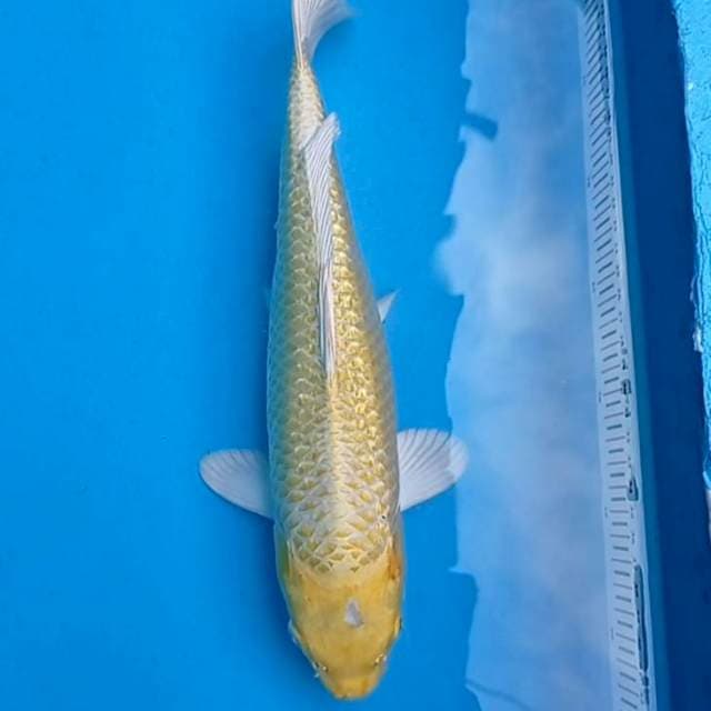 Yamabuki Ogon ginrin 36cm