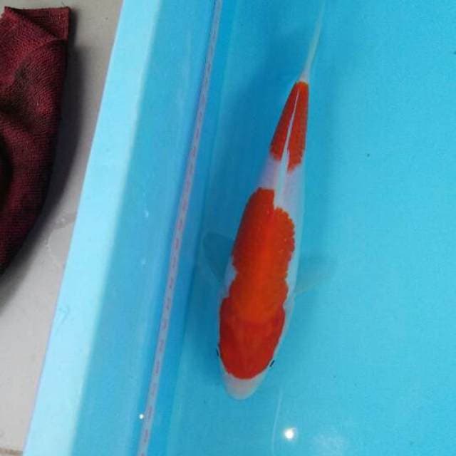 Nidan Kohaku 24cm