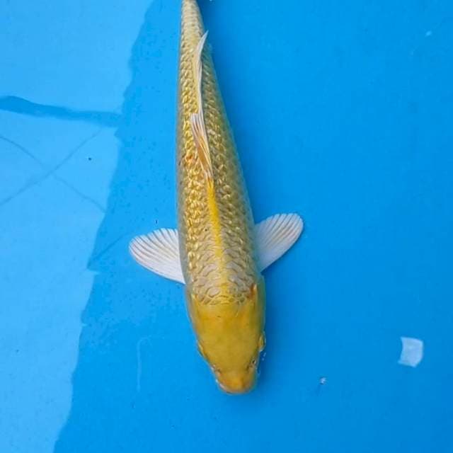 Ogon 32cm