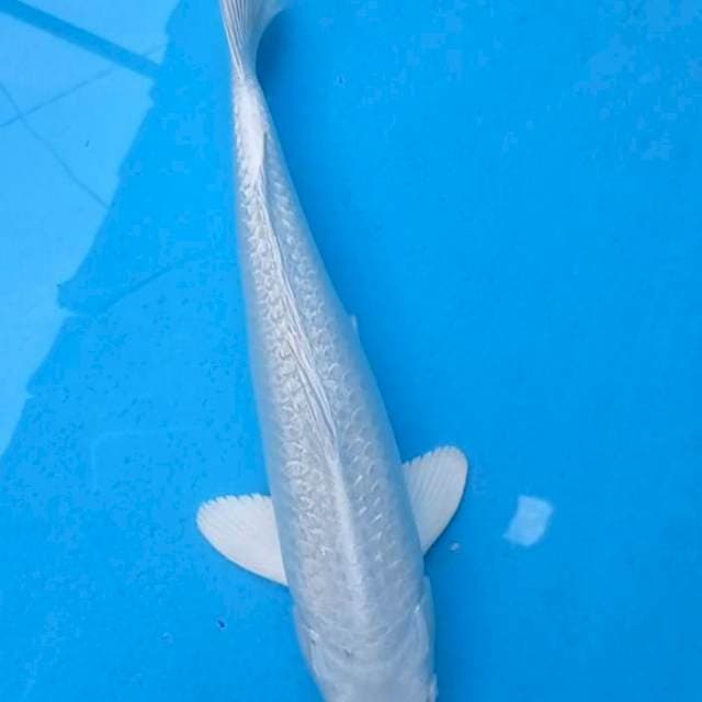 Platinum Ginrin 33cm