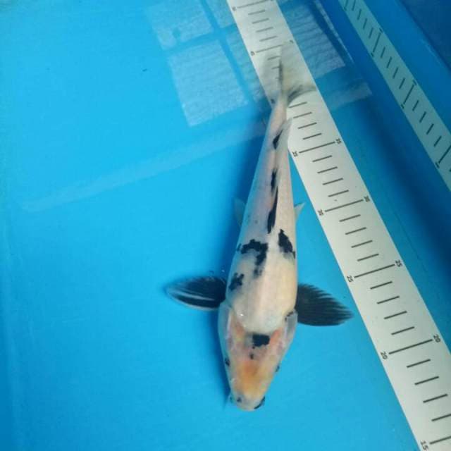 TATEGOI 26 CM