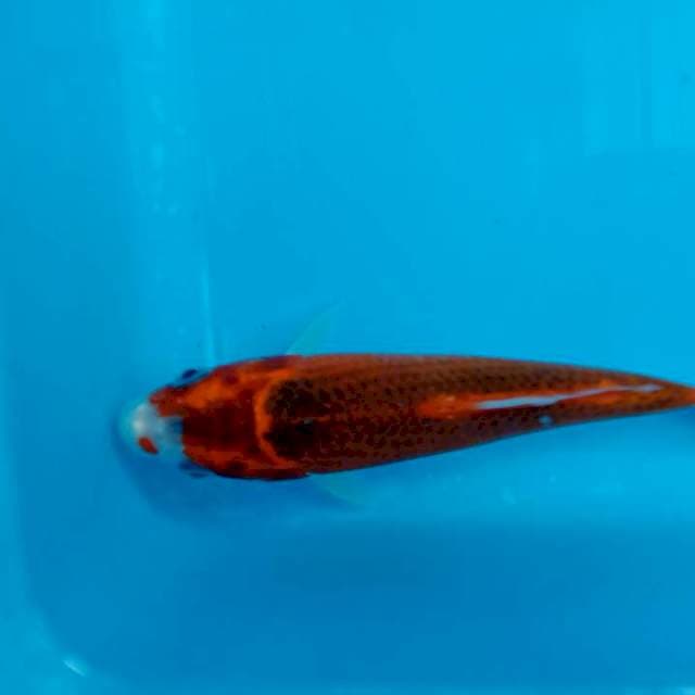 Kujaku 15 cm