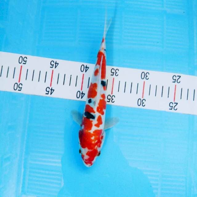 25 cm