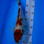 Kohaku 