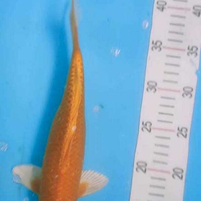 Yamabuki ogon