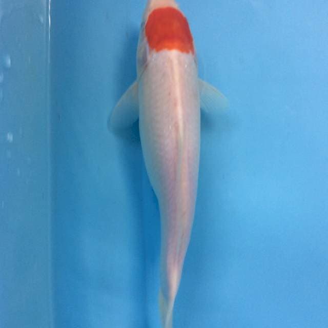 TANCHO 28cm