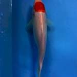 TANCHO 28cm