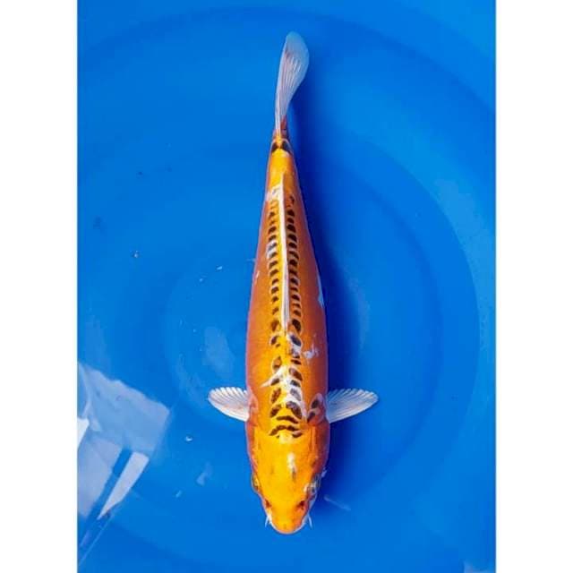Kin Kikokuryu 29cm (F)