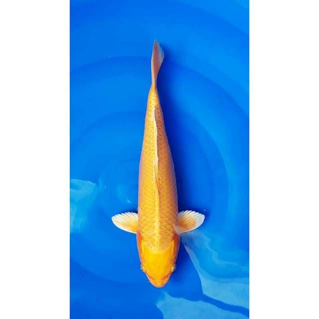 Yamabuki Ogon 36cm (F)