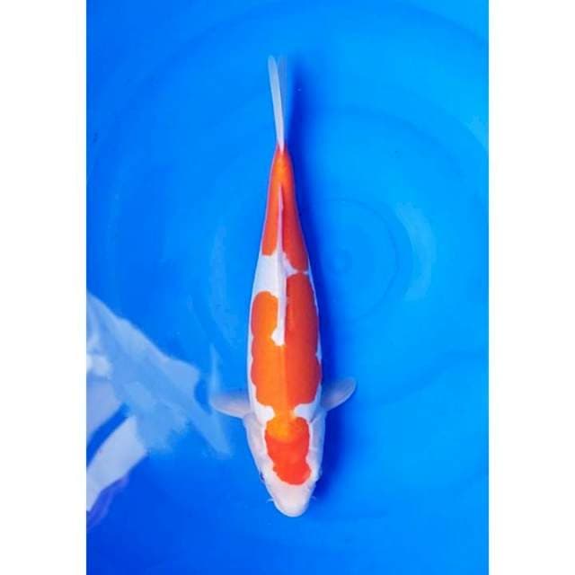 HQ Doitsu Kohaku Original 34cm (F)