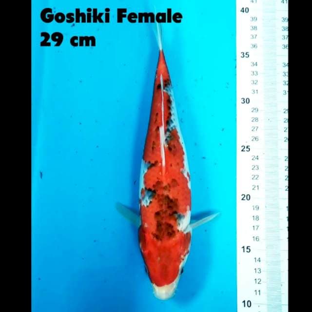 Goshiki 29 cm