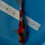 Sanke 32cm 