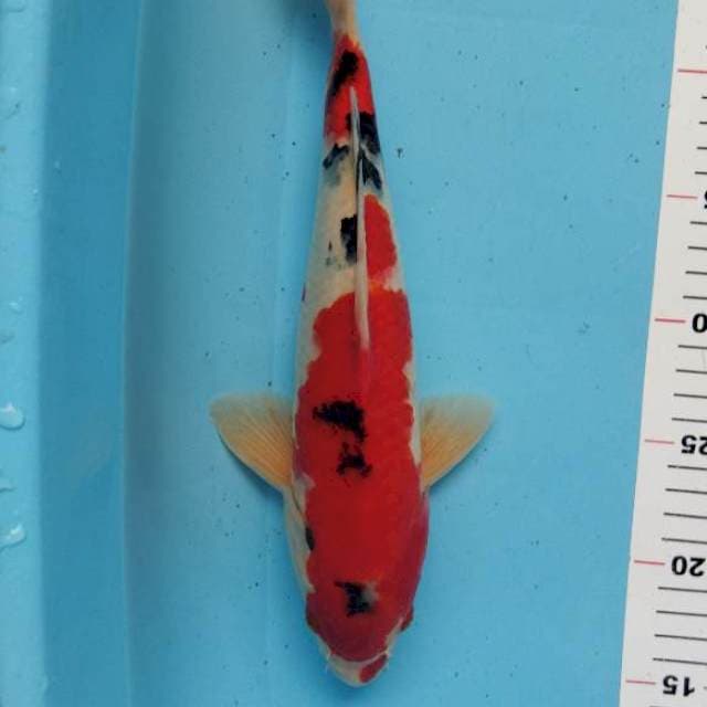 Sanke 32cm